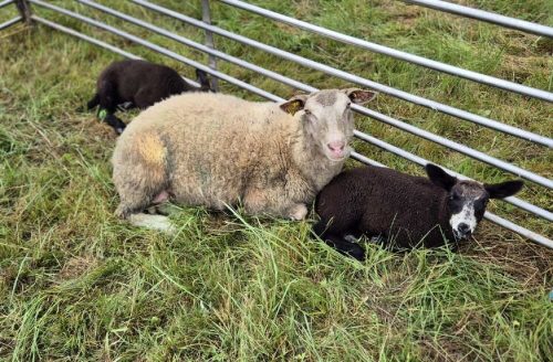 moutons